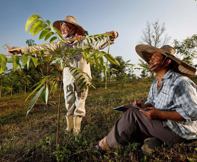 plantatio  Thailande818